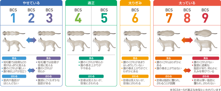 おデブちゃんフェレット【太りすぎ?肥満のリスクとは?】季節による